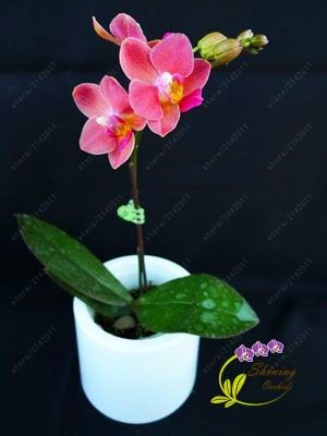 50 pcs mini graines d'orchidées mini orchidée phalaenopsis fleur de bonsaïs, rares graines de fleurs de phalaenopsis pour les fournitures de jardin à domicile 3