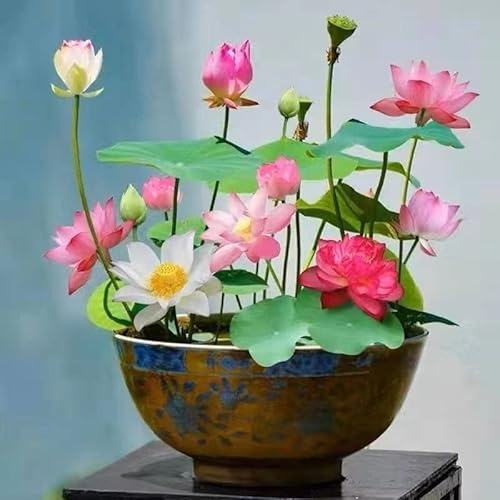 ZEshops Bowl Lotus Seeds for Planting, Pre-Scarified, 10 Count, Pond Garden