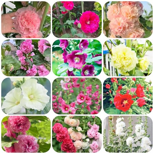 stockrosen pflanzen - samen indoor garten stockrosensamen wildblumenwiese saatgut mehrjährig - Seltene pflanzen serie - hochbeet für balkon stauden sommerblumen samen kübelpflanzen 400pcs