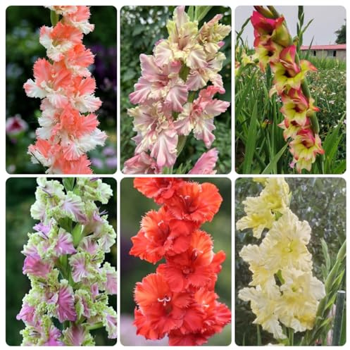 gladiolenzwiebeln winterhart mehrjährig - steingartenpflanzen gartendeko für draußen 6pcs