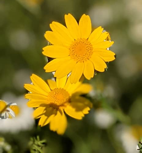 Corn Marigold - Glebionis segetum - Wildlife Garden Seeds X 600 Approx. Wildflower Seed