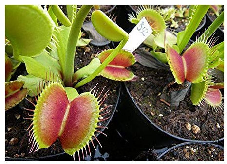 Dionaea muscipula B52 - Venusfliegenfalle - 5 Samen