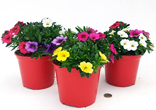POWERS TO FLOWERS - PETUNIA, POTUNIA, SURFINIA COMPATTA MILLEBACI TRICOLOR, 3 PIANTE VASO 14, piante vere