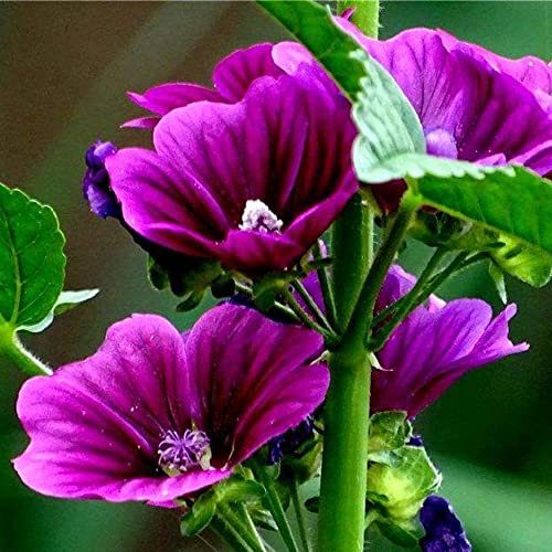 Malve Samen Lila Malve Pflanze MehrjäHrig Winterhart Malven Saatgut Blumensamen Gastgeschenk Balkonblumen Winterharte Pflanzen FüR Garten Wildblumensamen Blumenwiese Geschenk 200 Seeds