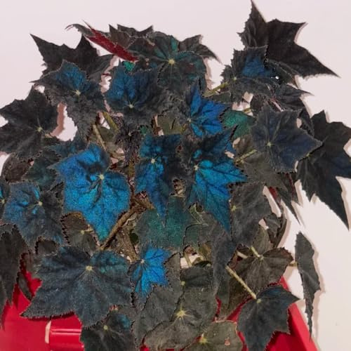 semillas de begonia de interior Begonia trucha variedades antiguas orgánicas verano decoración raras balcón verdes exóticas jardineros 550pcs