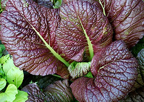 Buy4seeds 500 Seeds Mustard RED Giant Useful for Gardening (500 Seeds)