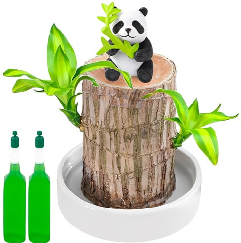 Brazilian Wood Plant, Bamboo Plant Brazilian, Lucky Brazilian Wood Hydroponic Potted Tree Stump Indoor Air Purifying Magic Sprouting Natural Decoration