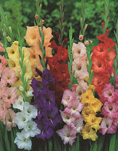 100 Gladiolen Großblumig gemischt Blumenzwiebeln (100 Zwiebeln) Angebot