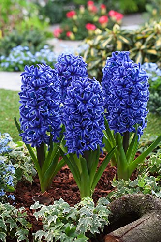 Garten-Schlüter Hyazinthe 'Blue Jacket' - 5 Stück