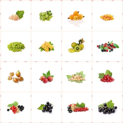 25 piezas Semillas de grosella espinosa, plantas decorativas de árboles frutales, grosella espinosa, Ribes uva crispa, decoración de salón, plantas resistentes al invierno para balcón,