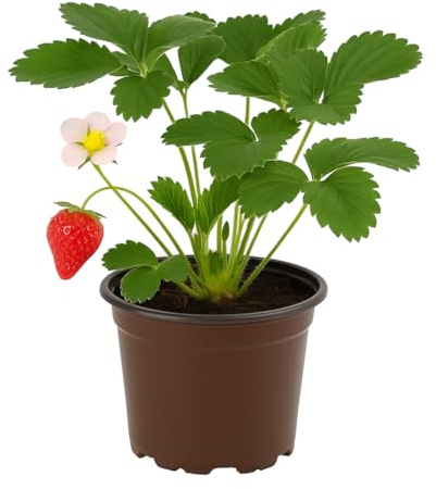 Jordgubbe – Fragaria x ananassa Cambridge Favorite – 3 växter – traditionell jordgubbe med söt och aromatisk smak – robust och hållbar sort
