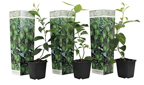 Plant in a Box - Citrus aurantifolia Limette - Zitronenbaum - 3er Set - Topf 9cm - Höhe 25-40cm - Kübelpflanze