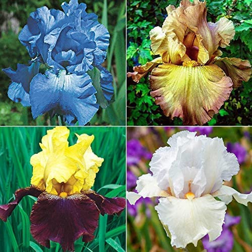 Bulbe d'iris decorativo per giardino,iris barbuto, perenne-15 Bulbis,A