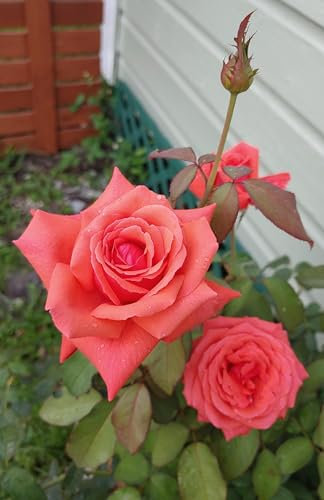 GARTHWAITE NURSERIES® : - Potted 2 Litre Hybrid Tea Rose Fragrant Cloud Perennial Plant
