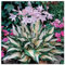 Rizoma hosta, sanas, Rizoma di Hosta, bulbos de hosta, Bulbos Perennes, Plantas raras, Winterharte-15 Rizoma-I