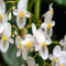Semi di fiori di begonia bianca gigante