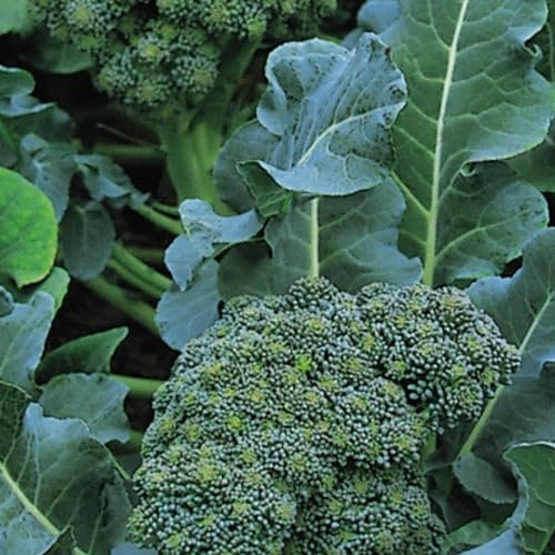 Sprouting Broccoli Seeds Green Calabrese - 200 Fresh Broccoli Seeds - Plant and Grow Your Own Vegetables Ideal for Greenhouse, Garden, Polytunnel - Packed in The UK by Meldon Seeds