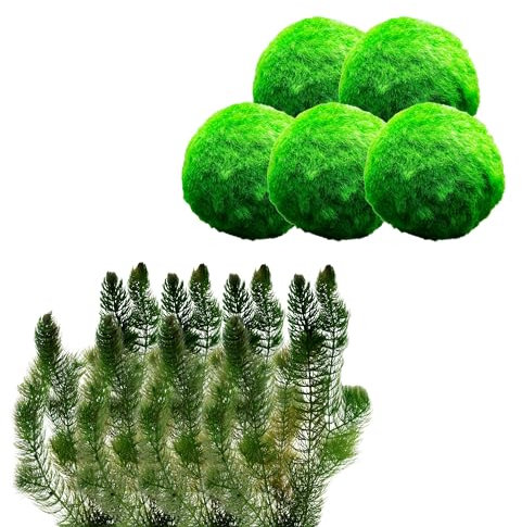 vdvelde.com - Lose Sauerstoffpflanzen Set - S - 100-400 L - - Schwimmende Sauerstoffpflanze- Erfordernis: mindestens -20 cm Wasser- Platzierung: lose im Wasser