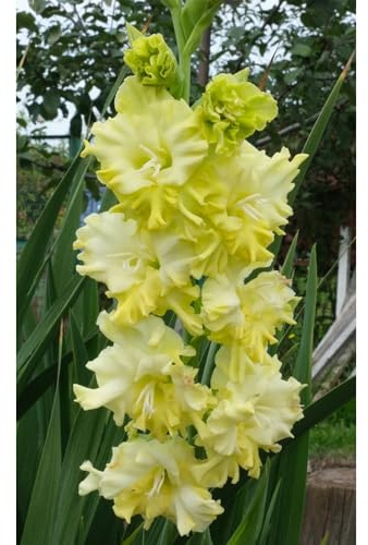 Bombilla de gladiolos,perennes resistentes,Bombilla de de rápido crecimiento de jardín,largo periodo de floración para una de balcón 9pcs