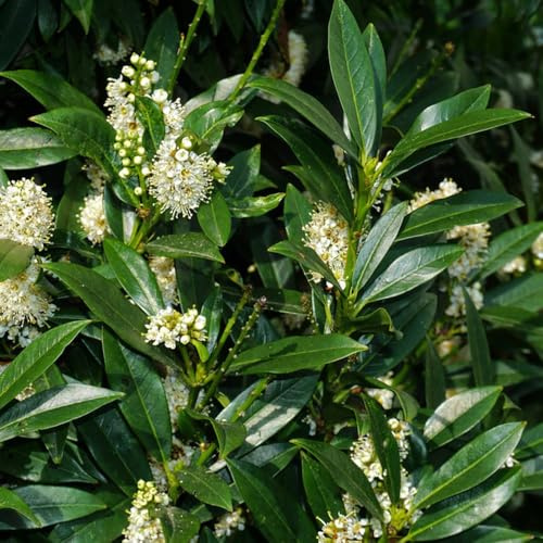semillas de laurel cerezo, organicas variedades antiguas exóticas resistentes balcón 150pcs