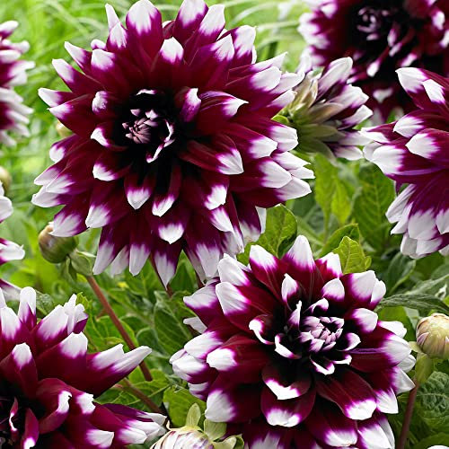 schone 1 x Dahlia Decorative - Adds Colour to Your Landscape – Summer Flowering Bulb – Perennials – Your Beautiful Garden (1 x Dahlia Decorative Mistery Day), Red,White