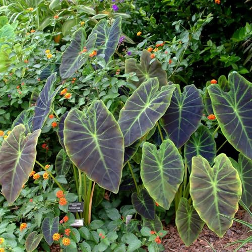 Bulbo de oreja de elefante. Perenne resistente al frío. Hojas perennes.Para cultivo de jardín. Con tallo alto y hojas grandes. -3 bulbos-B