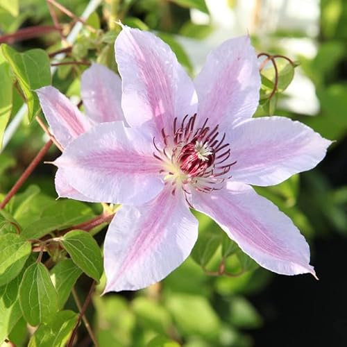 Waldrebe 'Nelly Moser' - Clematis ‘Nelly Moser' - 50-60 cm Topf