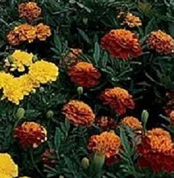 vegherb 50 graines de Calendula Janie Mix Graines Marigold Français