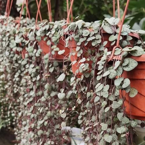 leuchterblume hängend samen balkon pflanzen, exotische samen, ceropegia woodii, gartenpflanzen lianen dekoration dschungel balkonpflanzen winterhart mehrjährig pflanzen hängend, ranke 40pcs