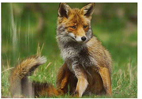 10x Stronghold Tierauflage - Fuchs - 30 x 42 cm - wasserabweisend/reißfest