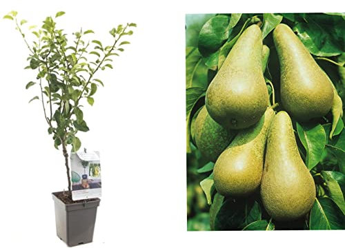 Conference Pear Tree - Potted Tree 4-5ft Tall in 18cm Pot - Self-Fertile pear varietiy - Winter Hardy Fruiting Tree