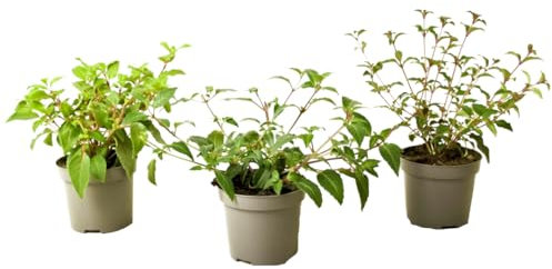 Plant in a Box - Fuchsia magellanica - Mélange de 3 - Delta Sarah, Lady Thumb, Fuchsia Ricartonnii - Plantes de jardin fleuries - Pot 9cm - Hauteur 10-20cm