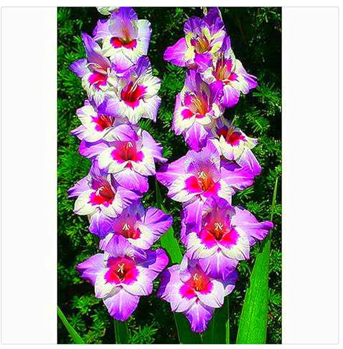 Gladiolenzwiebeln,Gartenzwiebeln,Gladiolen,Gladiolen Zwiebeln Winterhart,Viele Blumen, Winterhart,Gladiolen Knollen,FrüHblüHend, Zauberzwiebeln-3zwiebeln-H
