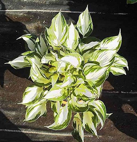 Funkie Fire and Ice - Hosta fortunei