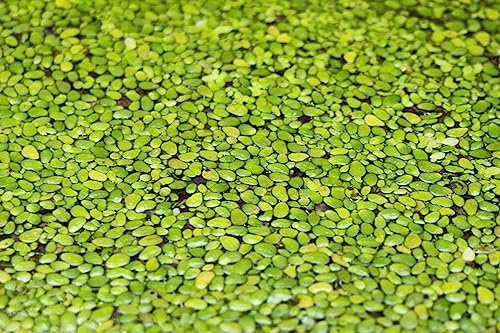 Aquatic Discounts 1000+ Live Duckweed – Vibrant Green Floating Plants for Aquariums, Ponds, aquaponics! Great Food for KOI, Goldfish, Turtles, Cichlids! Improves Water Quality! Buy 2 G E T1FREE!
