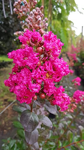 Lagerstroemia indica FUCHSIA D'ÉTÉ® 'Indyfus' / Lilas des Indes FUCHSIA D'ÉTÉ® 'Indyfus' / Conteneur de 7 à 10 litres