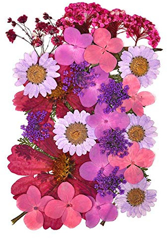Fiori secchi pressati naturali per Scrapbooking artigianato pressato fiore decorativo misto cinque stili per fai da te arte decorazioni floreali decorazioni