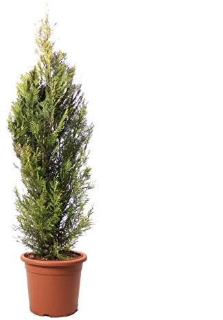 KENTIS - Plante de cyprès - Cupressocyparis Leylandii Pyramidalis Aurea - Vraies Plantes d'Extérieur - Plante de jardin - H 150-175 cm Pot de Culture Ø 30 cm