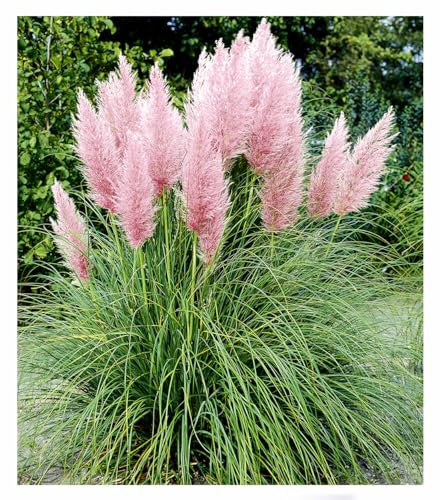 BALDUR Garten Rosa Pampasgras, 3 Pflanzen, Cortaderia Ziergras, winterharte Staude, mehrjährig, pflegeleicht, Wasserbedarf gering, blühend, Cortaderia selloana rosea