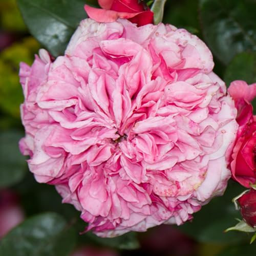 Bush Rose Timeless Pink - Compact Rose Bush with Fragrant Pink Double Garden Roses - Classic Garden Plants Boasting Beautiful Outdoor Roses - Hardy Plants Outdoor Garden Ready (3 Litre Pot, 20-40cm)