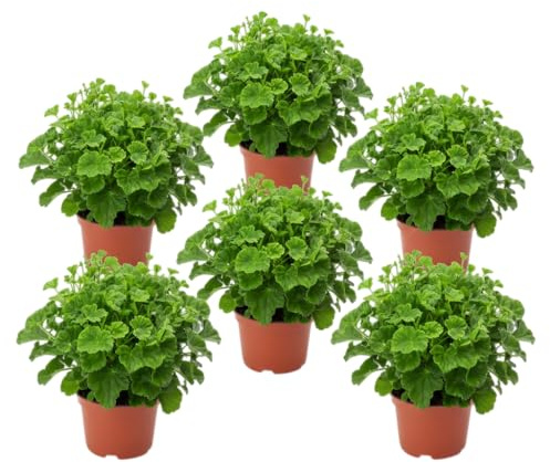 Pack Balcón Protector – Seis Geranios Limón Naturales en Maceta | DECOALIVE Plantas Aromáticas de Exterior para Terraza y Jardín