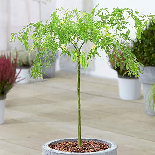 Acer Dissectum Baum | Japanische Ahorn-Topfzierbäume für kleine Gärten