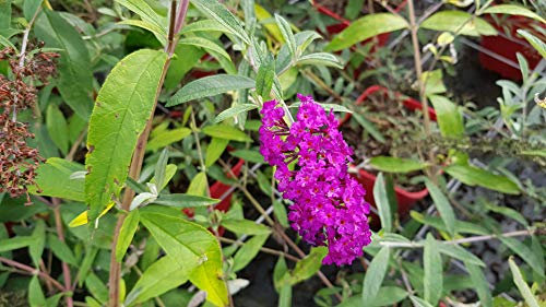 Buddleia davidii 'Royal red' / Arbre aux papillons à fleurs rouges/Conteneur de 3 à 4 litres