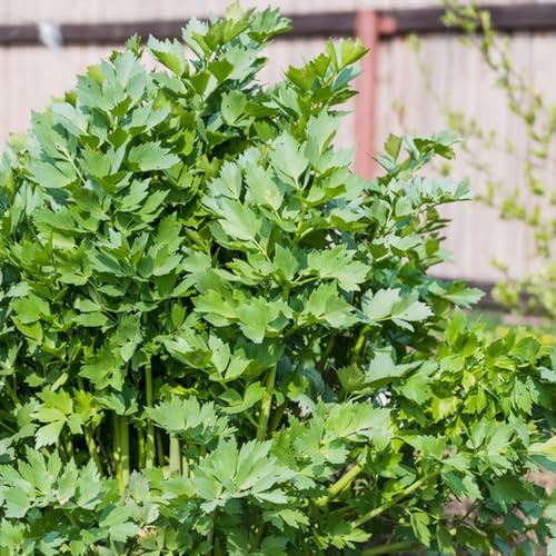 semi di levistico, prodotti sostenibili vecchie varietà per gli amanti del giardino da balcone esotico medicinali semi di aromatiche raro 100pcs