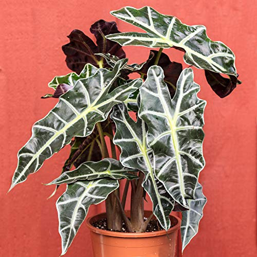 30-40cm Potted Alocasia Polly | Popular African Mask Plant for Sale | for Home or Office