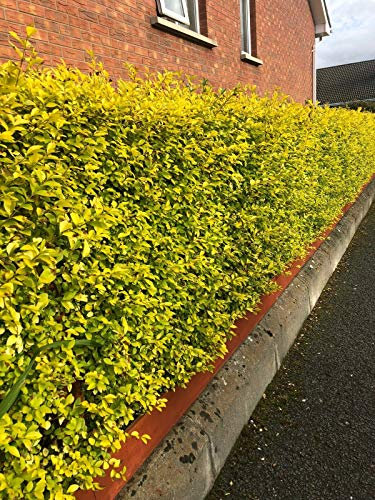 1 Golden Privet Evergreen Hedging Plants Fast Growing Shrubs 25-40cm Potted Sunnyside Nurseries