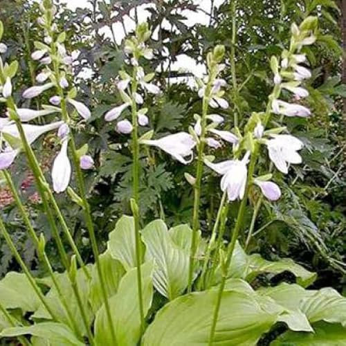 6 x Hosta 'Honeybells' - Godet 9x9cm - Feuillage vert, floraison estivale, rocailles