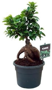 Ficus Retusa Natural el Árbol de Interior Perfecto para Aficionados al Bonsái