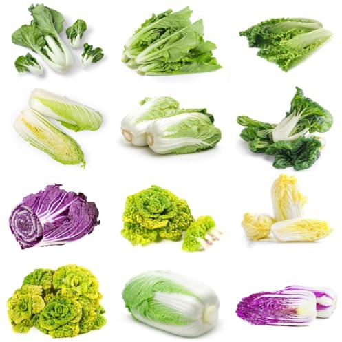 semillas de Pak Choi, Semillas de col china orgánicas, semillas para camas elevadas de balcón 150pcs
