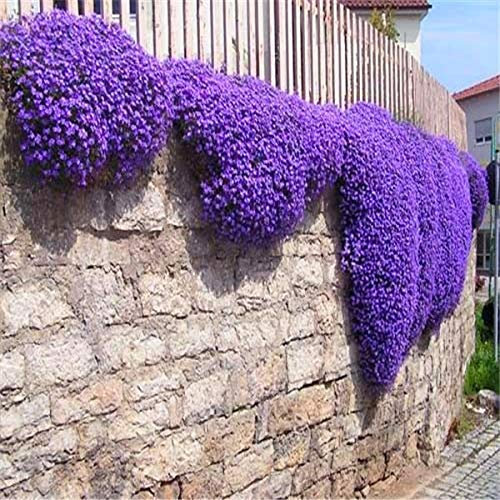 Shopvise Fleur Creeping thym ou bleu Arabette - vivace Couvre-sol Jardin Décoration Fleur 100Pcs